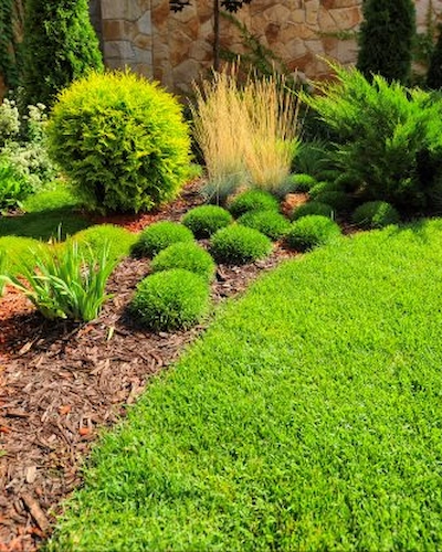 a manicured lawn with various schrubs