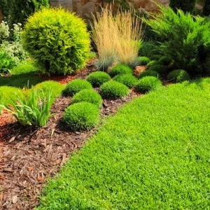 a manicured lawn with various schrubs